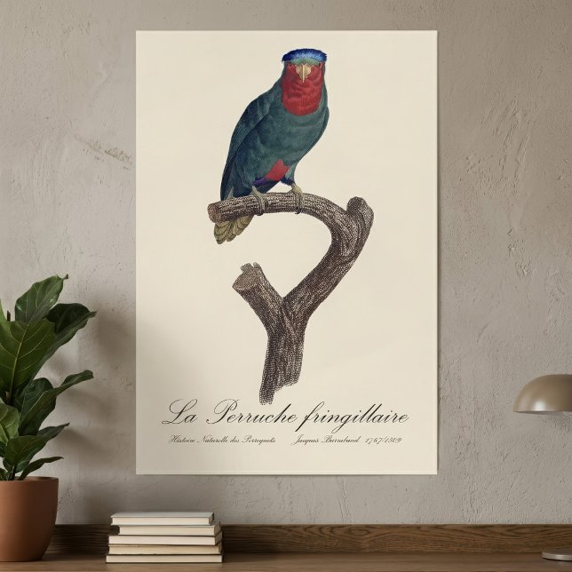 La Perruche fringillaire  Poster (Blue-Crowned Lorikeet, Vini Australis. Poster)