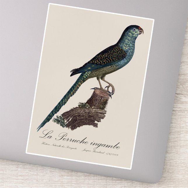 La Perruche ingambe  (Ground Parrot or Swamp Parrot, Pezoporus Wallicus. Sticker)