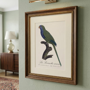 La Perruche souris / Monk Parakeet  Photo Print