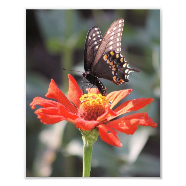 La photo spectaculaire d'un papillon (Devant)
