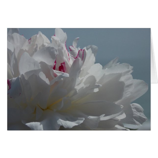 La pivoine voyagera (Devant Horizontal)