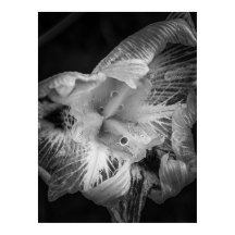 La Pluie Noir - Fortnight Lily, Transparent