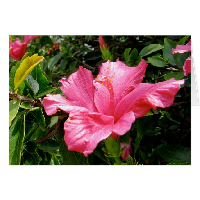 La Reine des Hibiscus roses (Devant horizontal)