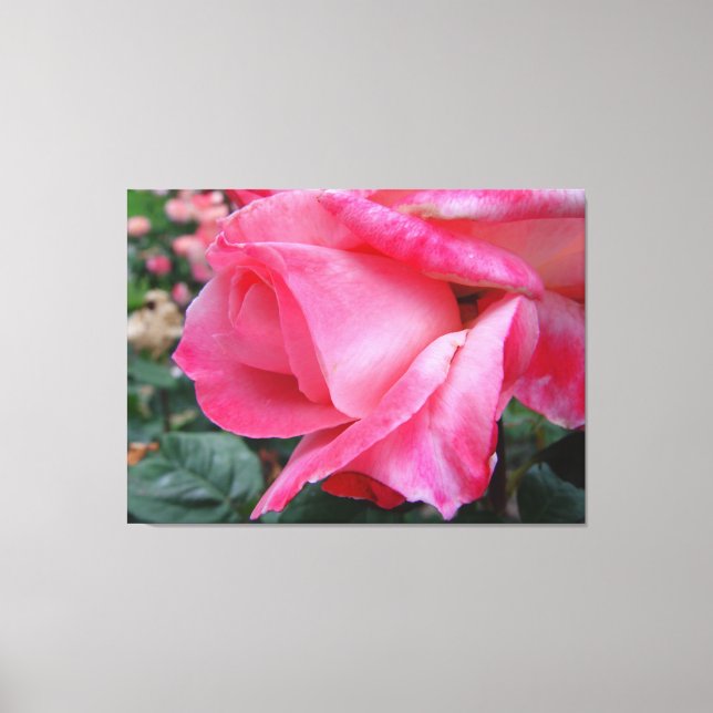 La Rose Hybride Barbara Bush Sur Toile (Recto)