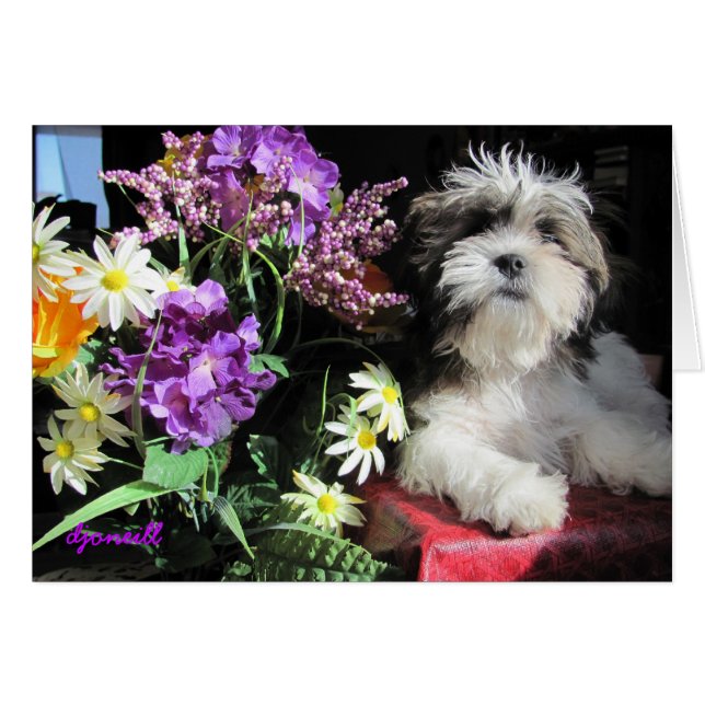 La surprise du chiot romantique ? (Devant horizontal)