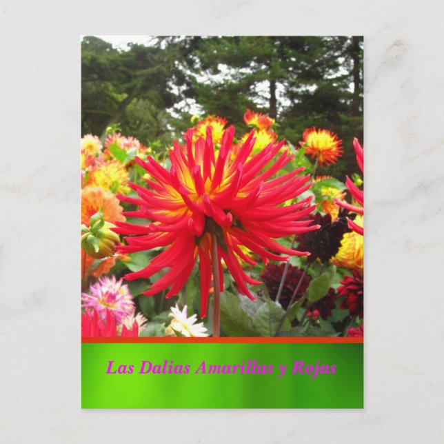 La Tarjeta Postal - Las Dalias Amarillas y Rojas Postcard (Front)