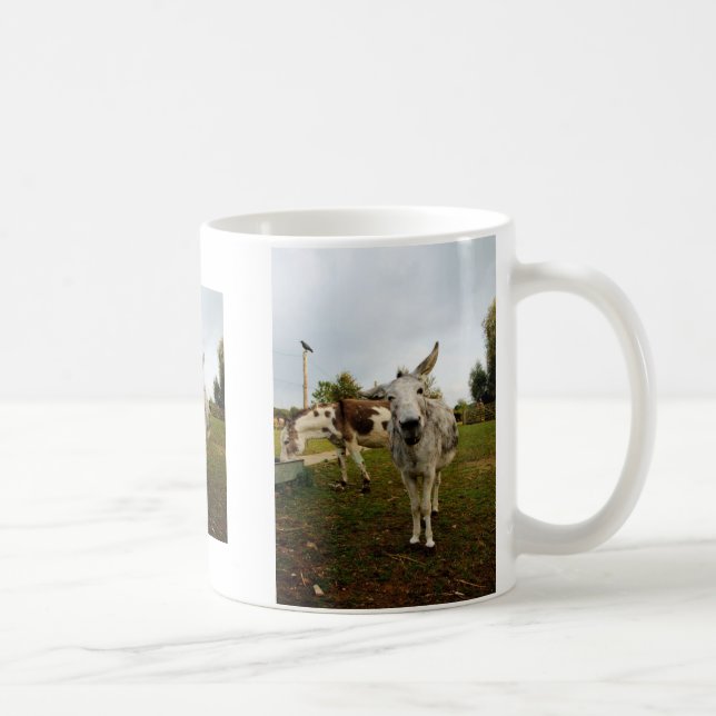 La tasse curieuse d'âne (Droite)