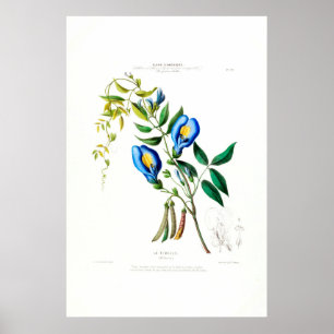 La Tibelle Clitoria Vintage Botanical Flore D Amer Poster