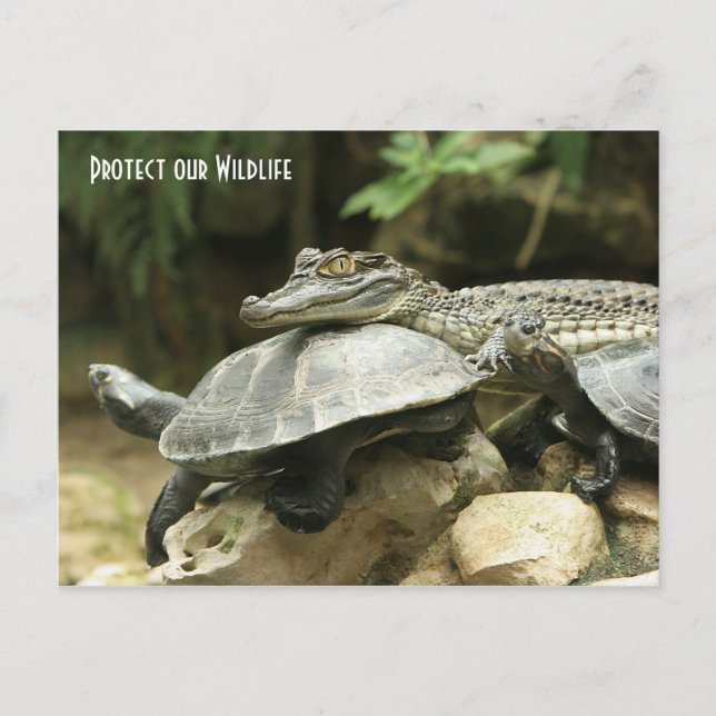 La tortue et la carte postale de crocodile (Devant)