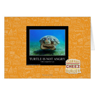 La tortue n'est pas en colère