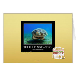 La tortue n'est pas en colère