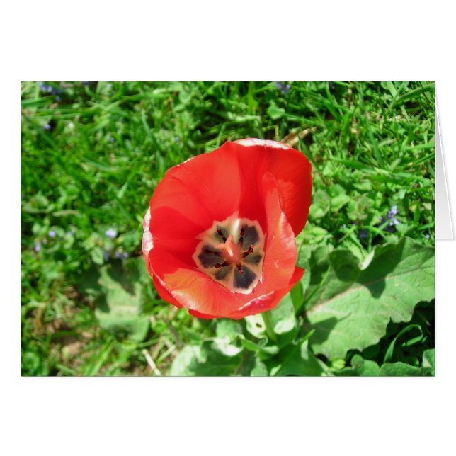 La tulipe solitaire (Devant Horizontal)