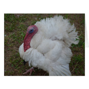 La Turquie blanche