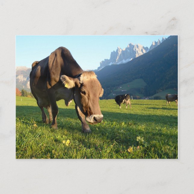La vache dans les Dolomites carte postale (Devant)