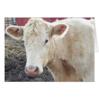 La vache de Carole