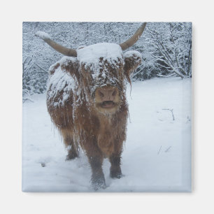 La vache Des Hautes Terres Dans Le Magnet De Neige