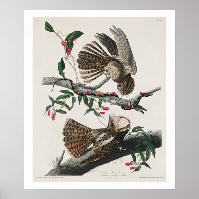 La veuve de Chuck-will par Audubon Poster (Devant)
