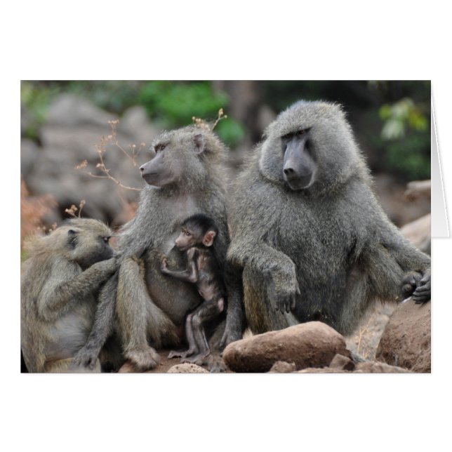 La vie charmée, lac Manyara (Devant horizontal)