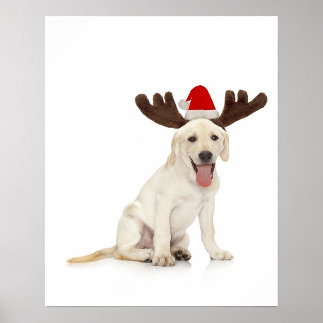 Lab Puppy Wearing Antlers Poster (Front)