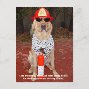 Lab Traits - Use by Police & Firemen Postcard