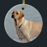 Lab Yellow Dog Water Photo Ceramic Ornament<br><div class="desc">Labrador Retriever in the water.</div>
