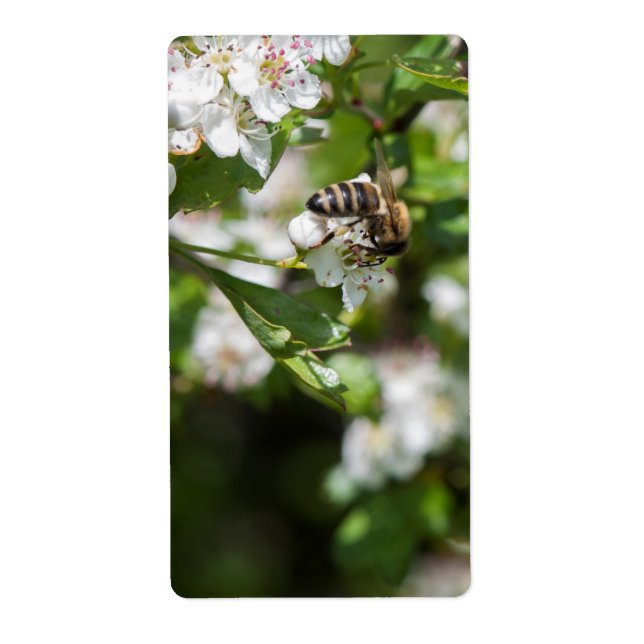 L'abeille collecte le pollen (Devant)