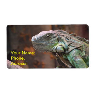 Label with colourful Iguana Lizard