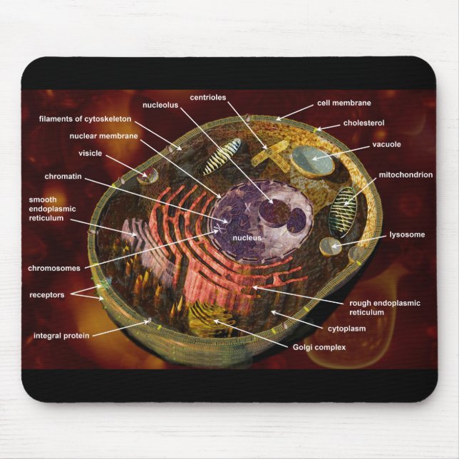 Labelled human cell mouse pad (Front)