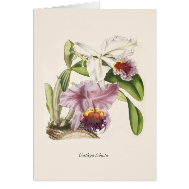 Labiata de Cattleya (Devant)