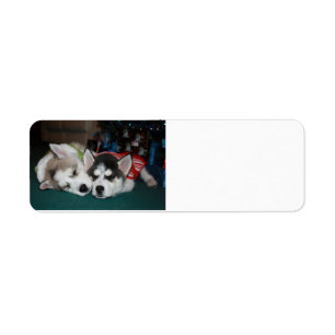 Lables d'adresse de chien de traîneau sibérien