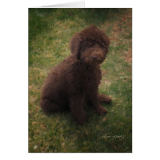 LABRADOODLE AUSTRALIEN PRÉCIEUX