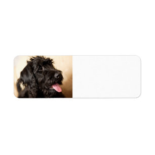 labradoodle black