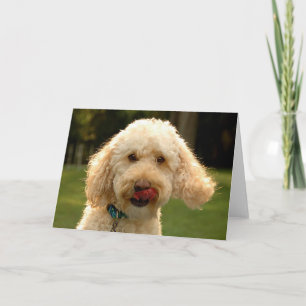 labradoodle! card