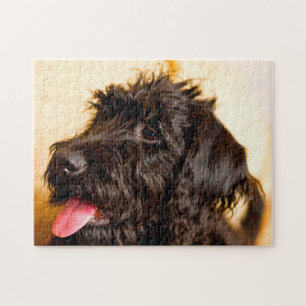 Labradoodle Dog. Jigsaw Puzzle