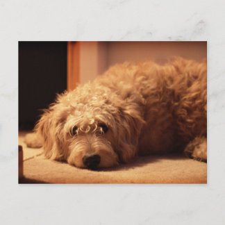 Labradoodle Dog looking sad Postcard