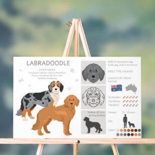 Labradoodle dog mix acrylic sign