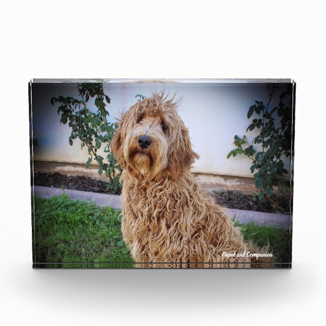 Labradoodle Dog. Photo Block (Front)