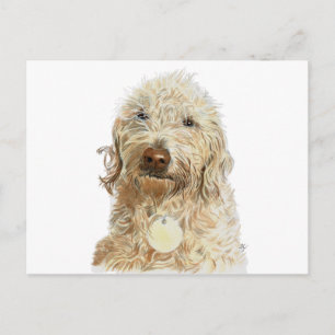 Labradoodle Ginger Postcard