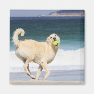 Labradoodle - Happy Day on the Beach Magnet
