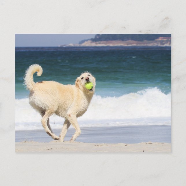 Labradoodle - Happy Day on the Beach Postcard (Front)