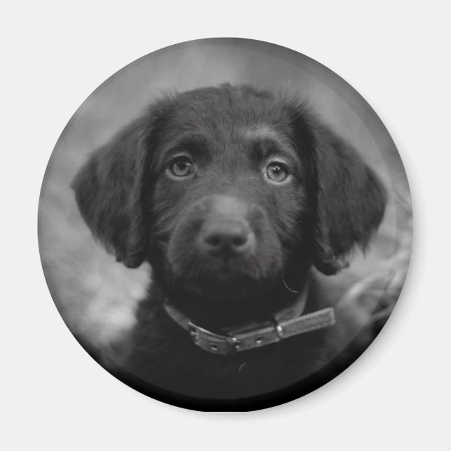 Labradoodle in B&W Badge Magnet (Front)
