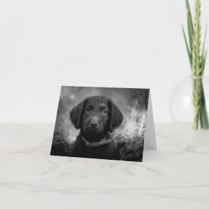 Labradoodle in B&W Notecard