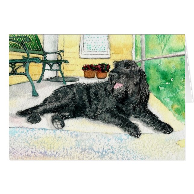 Labradoodle noir (Devant horizontal)