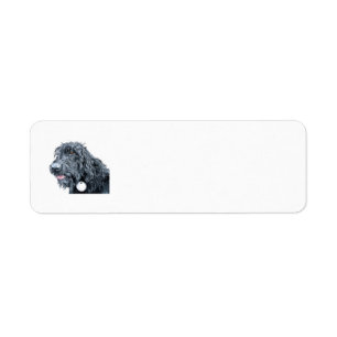 Labradoodle noir