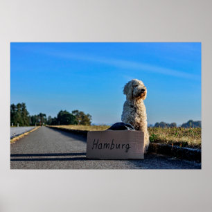 Labradoodle Poster