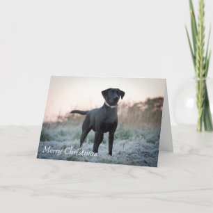 Labrador - Black Holiday Card