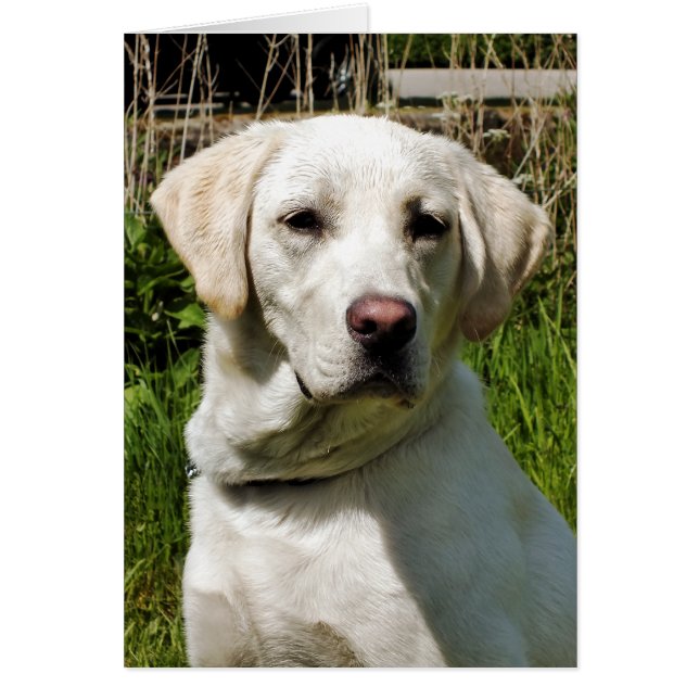 LABRADOR CHIEN GREETING CARTE (Devant)