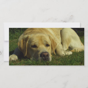 Labrador chilling in the green grass