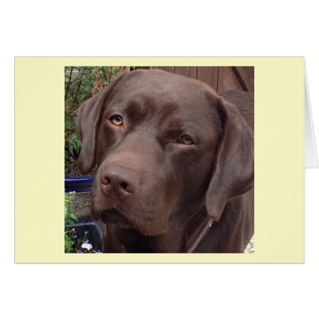 labrador chocolat (Devant horizontal)