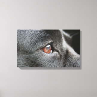 Labrador Close Up Canvas Print